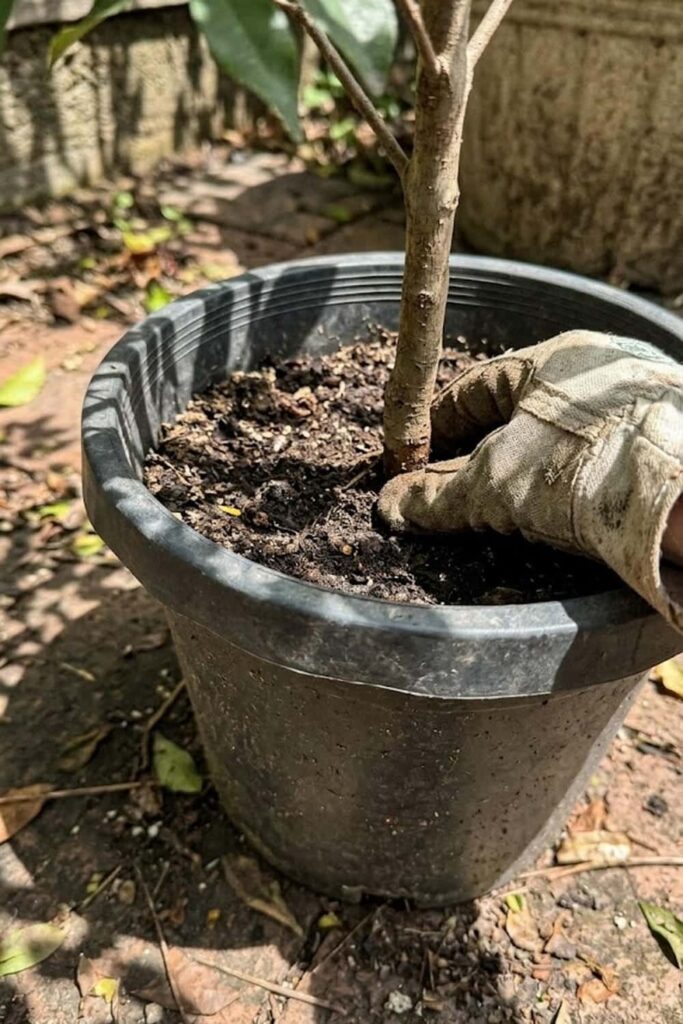 Management of Pot-Bound Root Systems