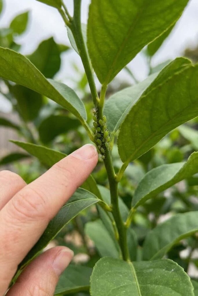 Identify and Manage Common Citrus Pests