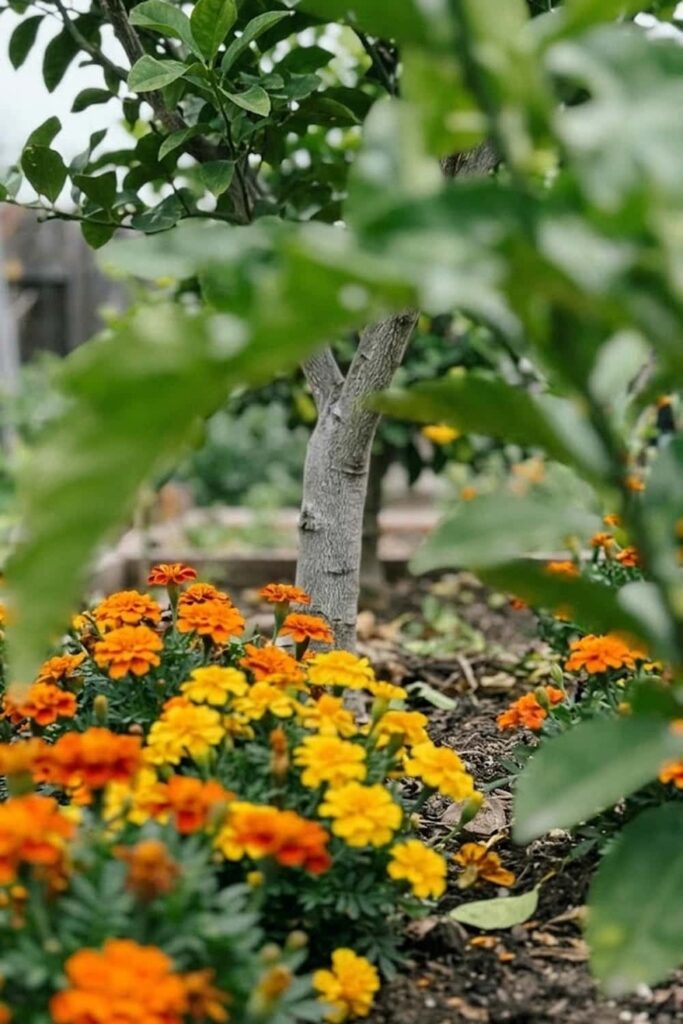 The Benefits of Companion Planting