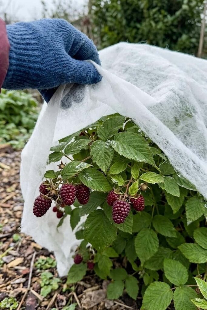 Protection Against Harsh Spring Frosts