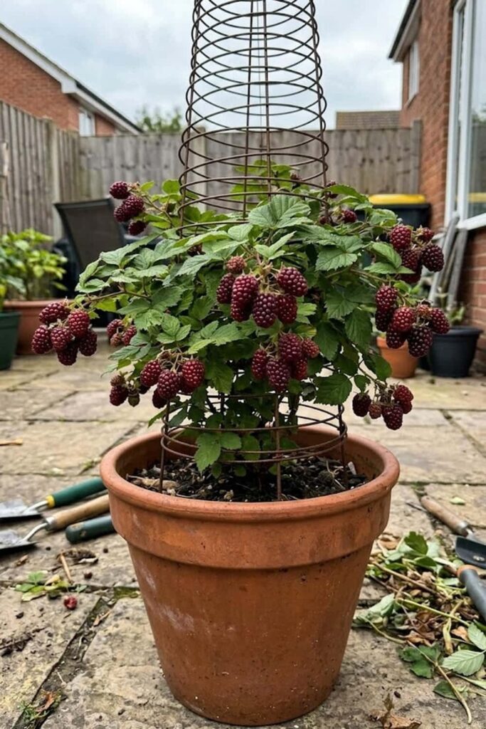 Care for Container-Grown Loganberries