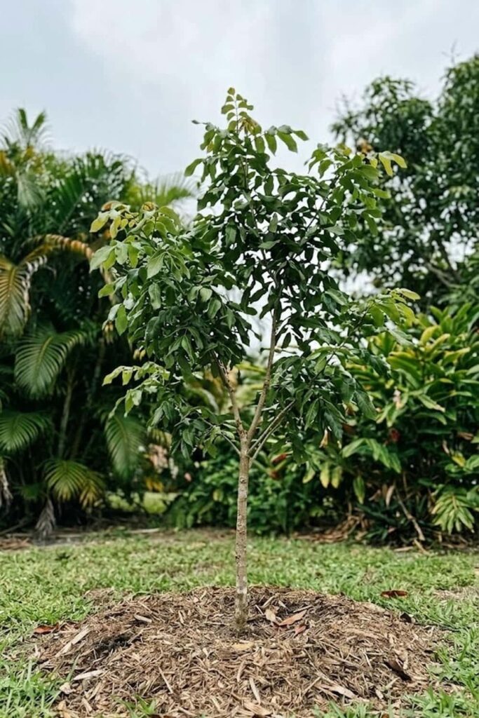 Grow Longan Fruit in Proper USDA Hardiness Zones