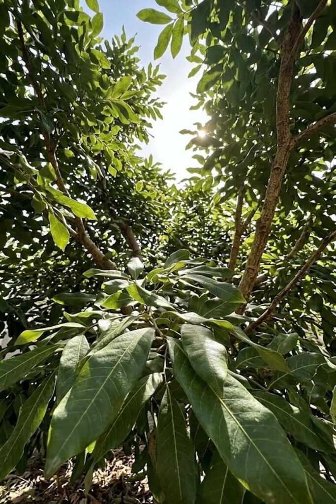 Provide Full Sun Exposure for Maximum Flowering