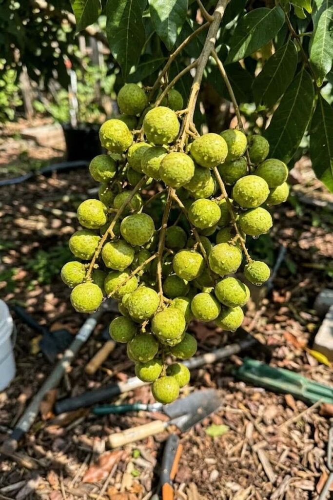 Care for Your Tree with Consistent Watering
