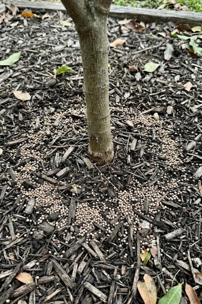 Fertilizing for Vigorous Growth and Fruit Size