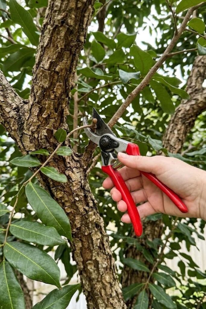 Pruning to Maintain a Productive Tree Canopy