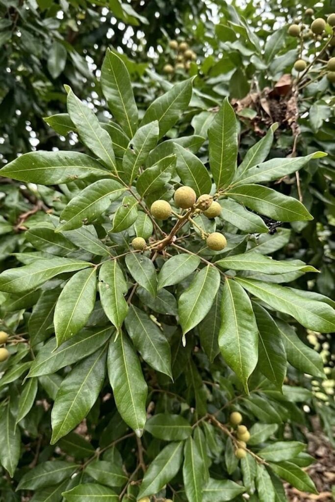 Control Pests Like the Lychee Webworm