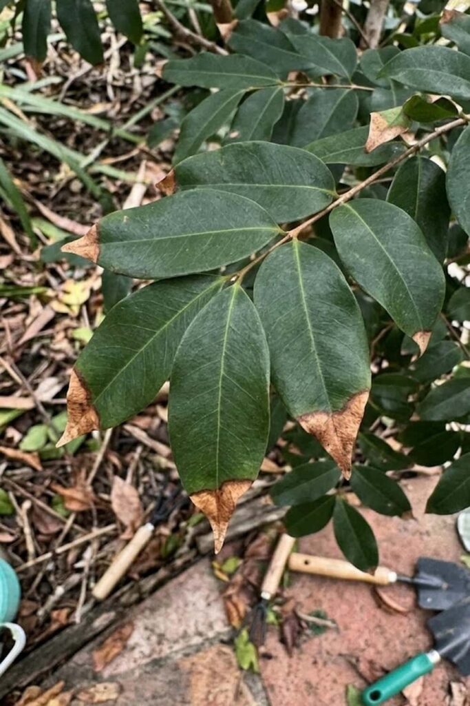 Prevention of Salt Burn on Leaf Tips