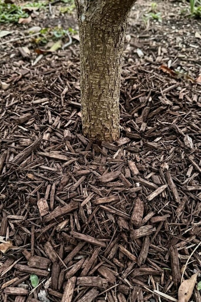 Mulching for Moisture Retention and Soil Health