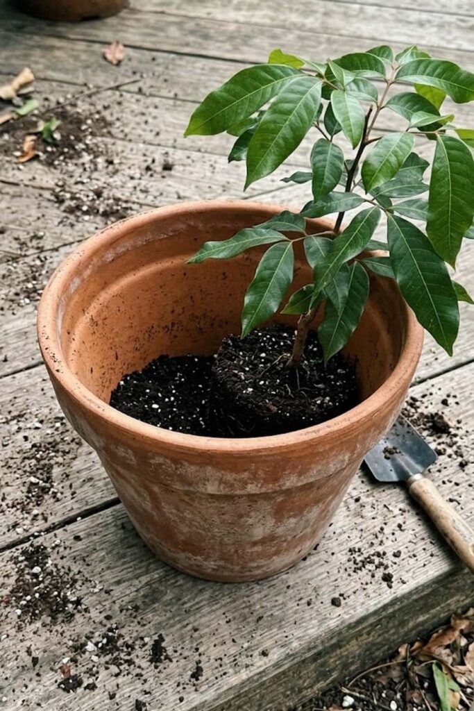 Repotting Longan Trees Grown in Containers