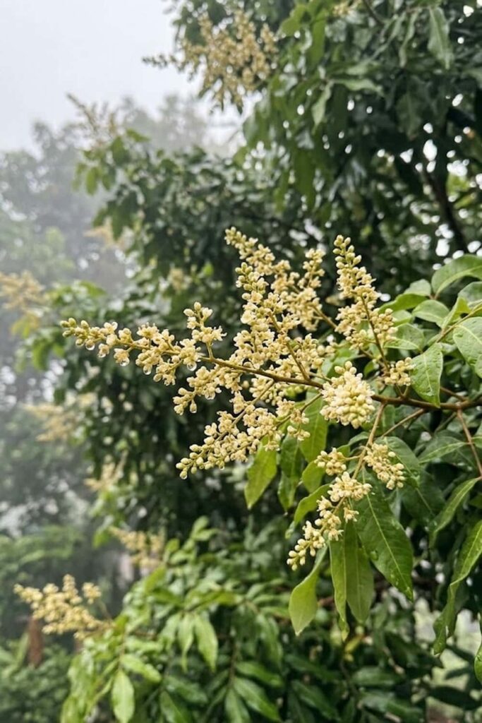 Monitoring Humidity During the Flowering Phase