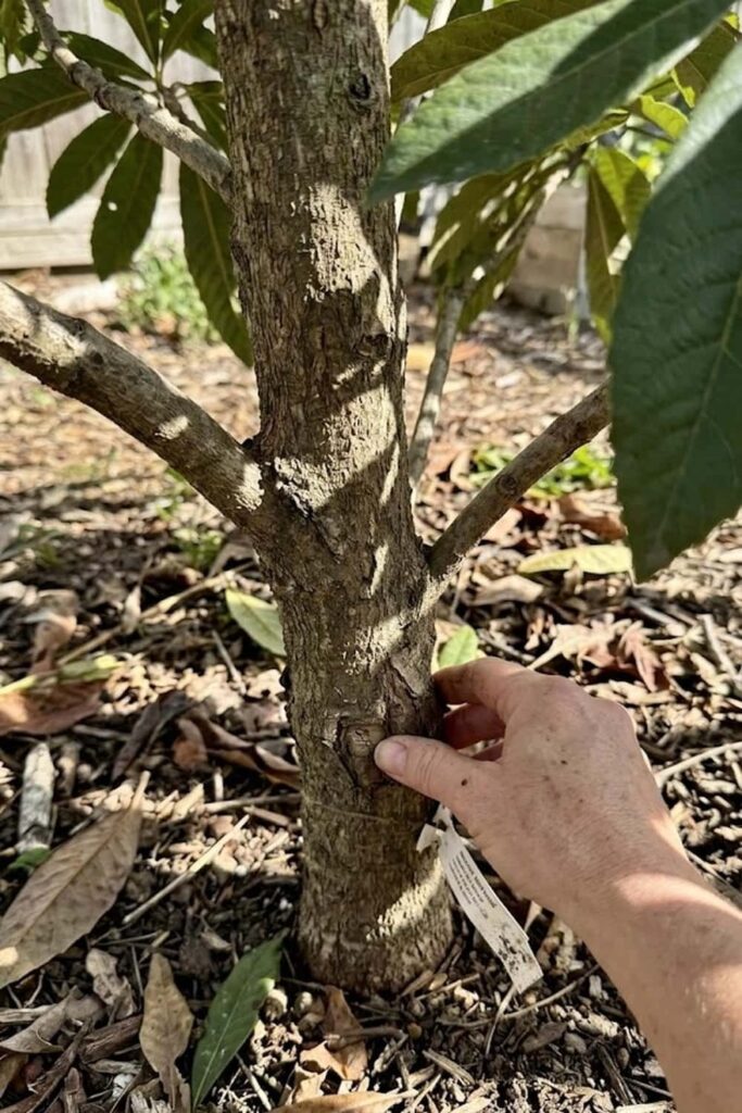 Select the Right Cultivar for High Sugar Content