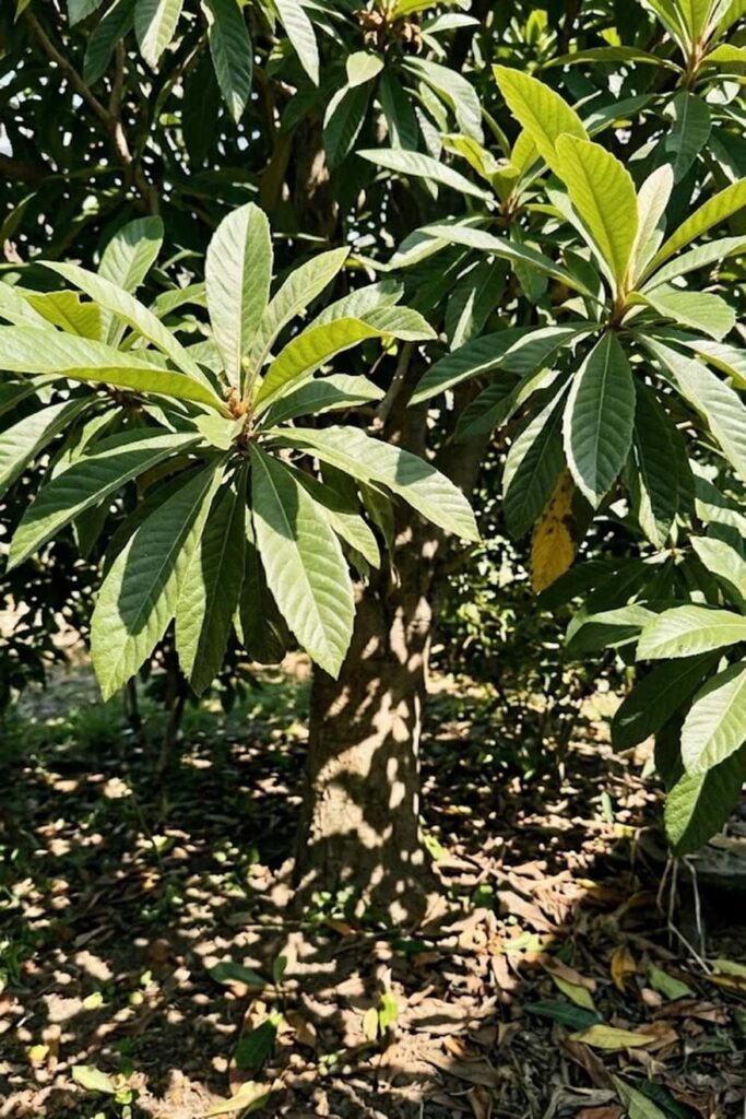 Master the Sun Requirements for Fruit Setting