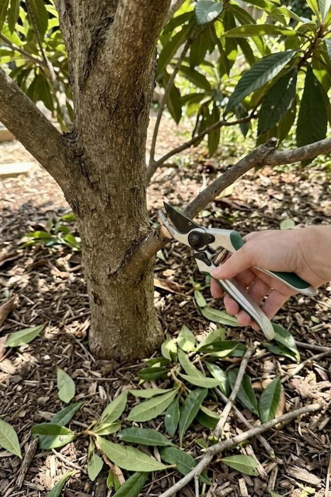 Implement Strategic Pruning for Tree Health