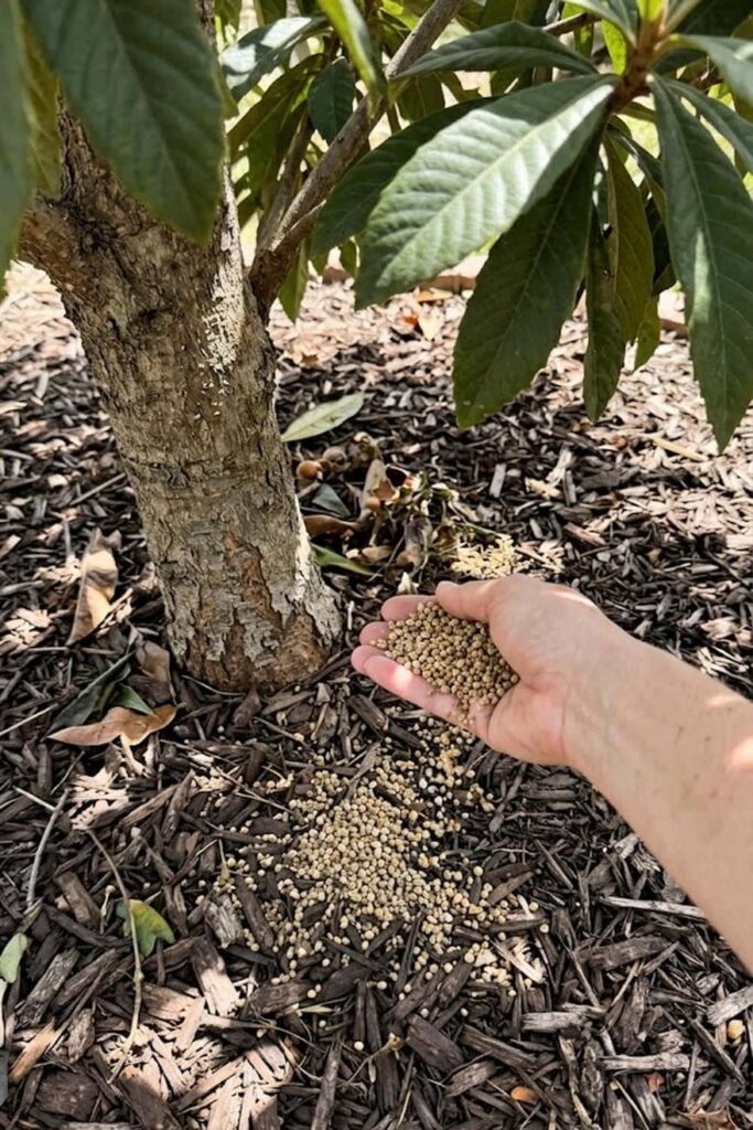Apply Balanced Fertilizing for Vigorous Growth