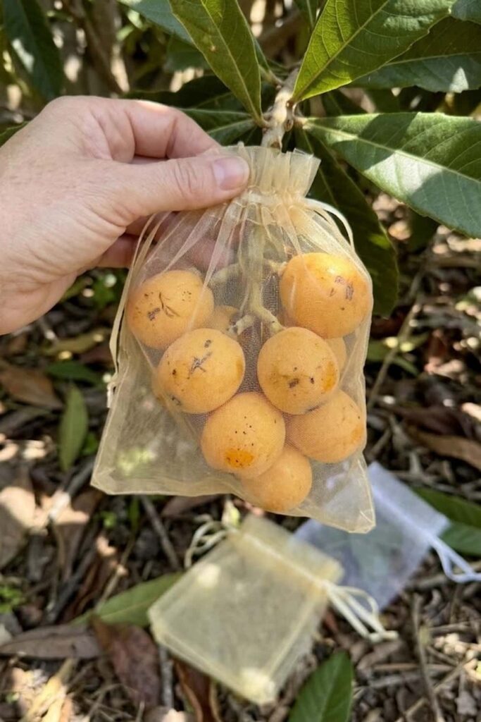 Establish Pest Control Against Fruit Flies