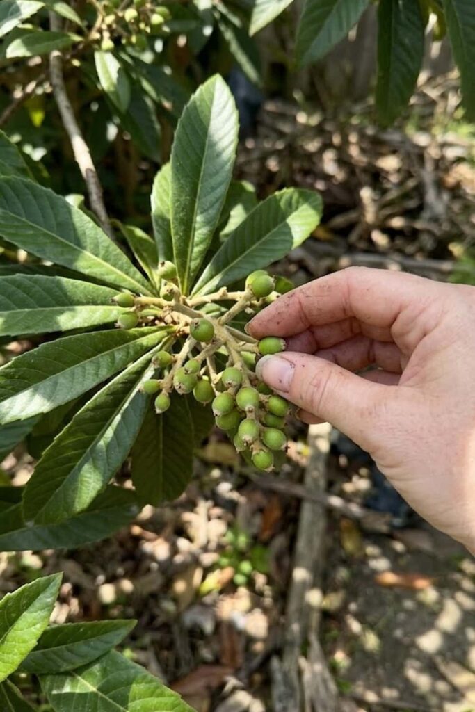 Thin the Fruit Clusters to Increase Size