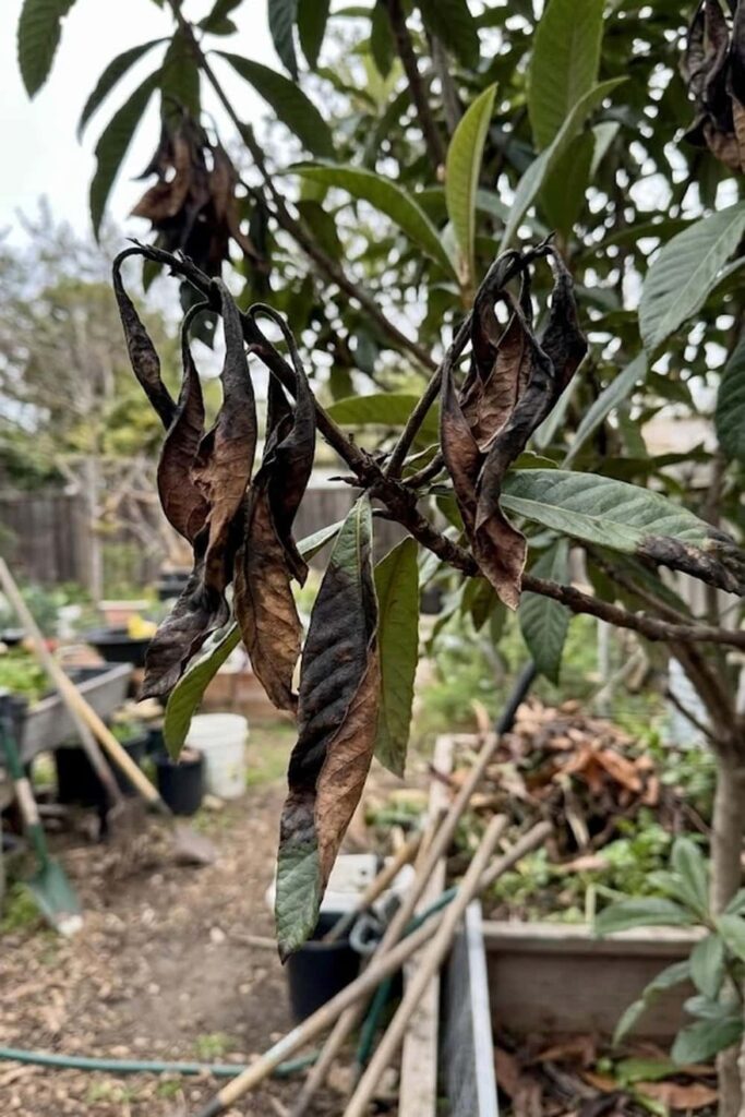 Recognize Disease Control for Fire Blight