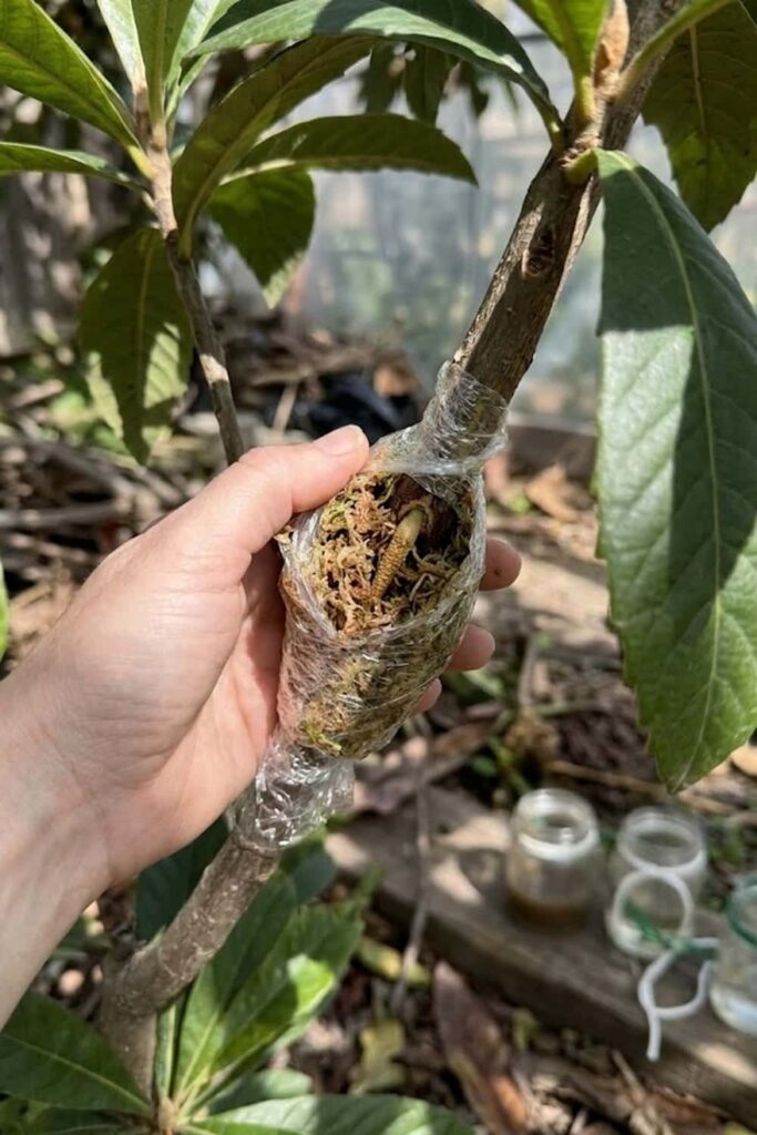 Propagation Techniques for Future Trees