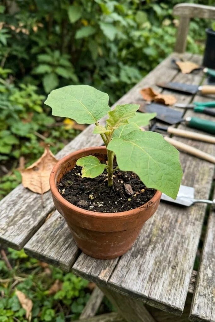 Select the Right Solanum quitoense Variety for Your Climate