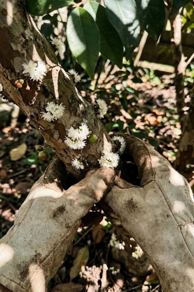 Care During the Cauliflorous Flowering Phase