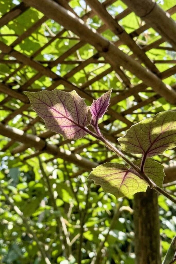 Optimize Light Levels to Prevent Leaf Scorch