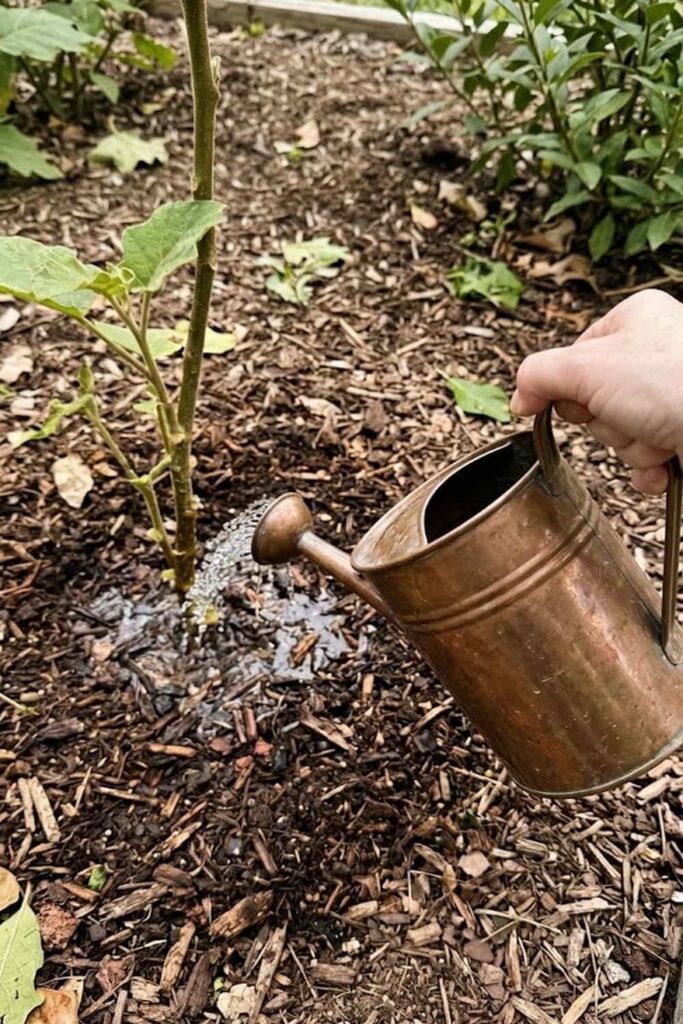 Establish a Consistent Watering Schedule