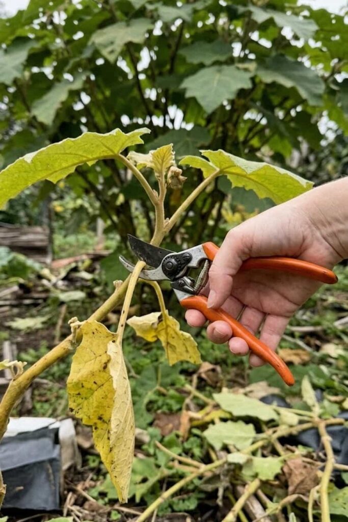 Prune for Airflow and Fruit Accessibility