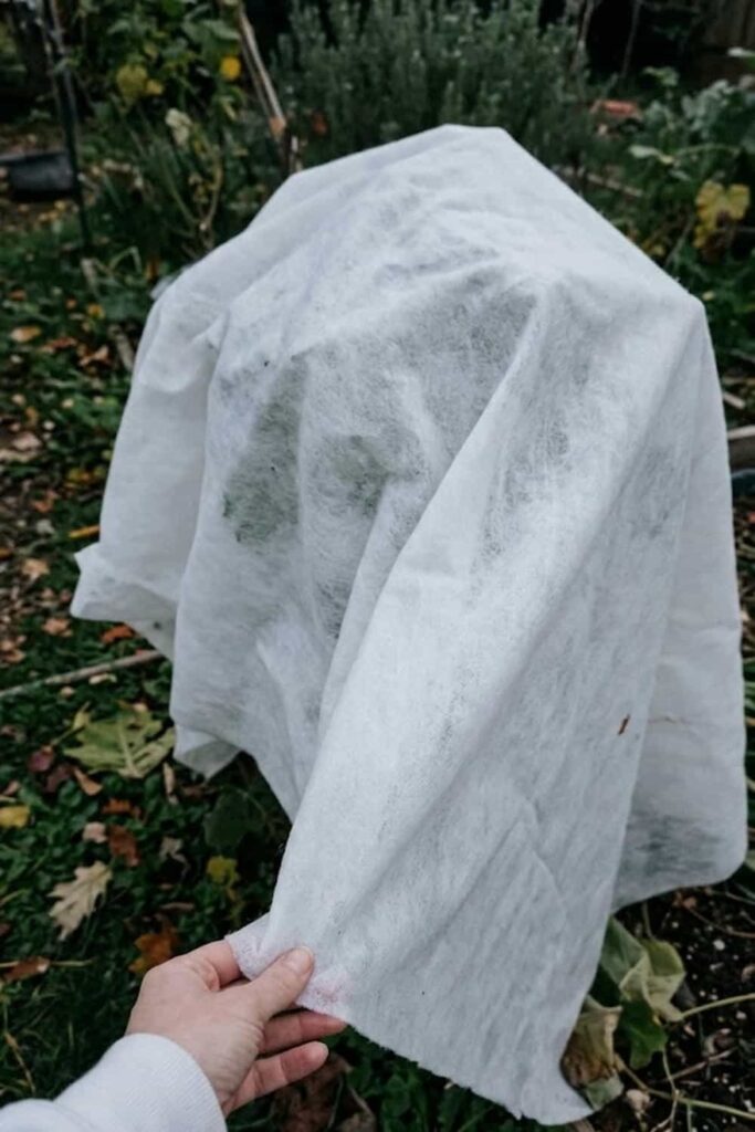 Protect Plants from Frost and Cold Snaps