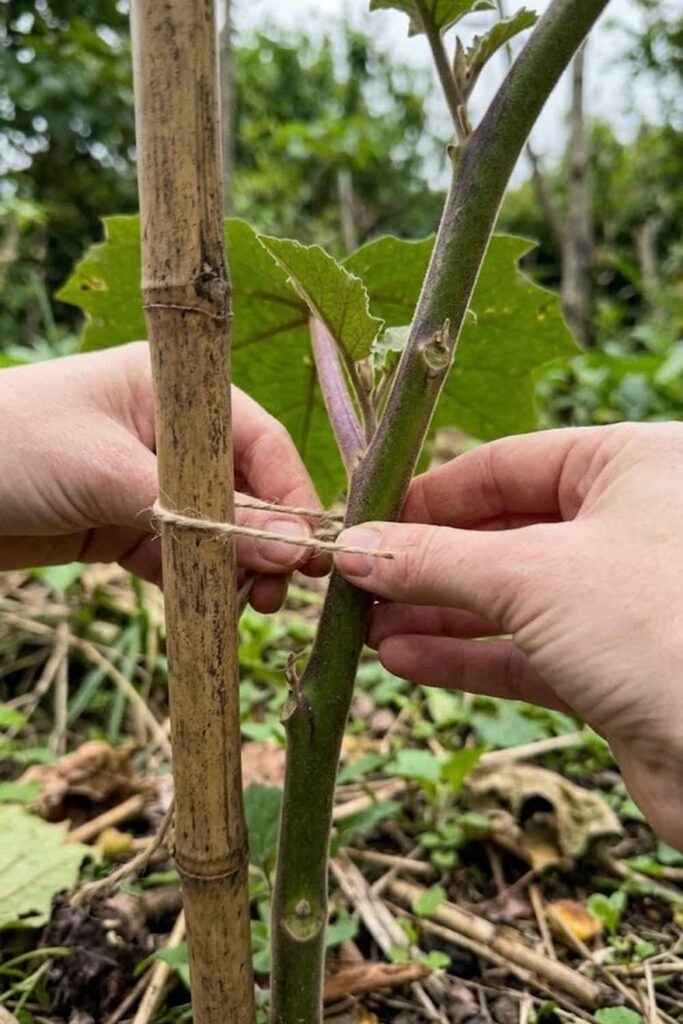 Support Heavy Branches with Stakes