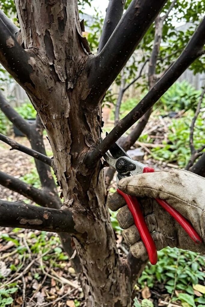 Management of Pruning for Airflow