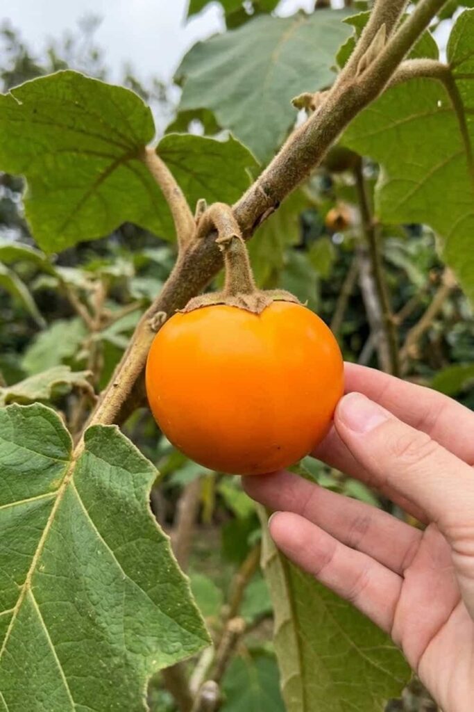 17 Pro Secrets How To Grow Lulo Fruit For A Tropical Harvest Grow IT 17-pro-secrets-how-to-grow-lulo-fruit-for-a-tropical-harvest-grow-it