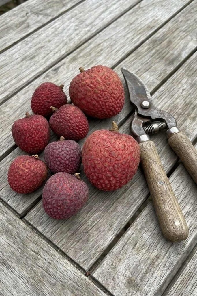 Select the Right Lychee Cultivar for Your Climate