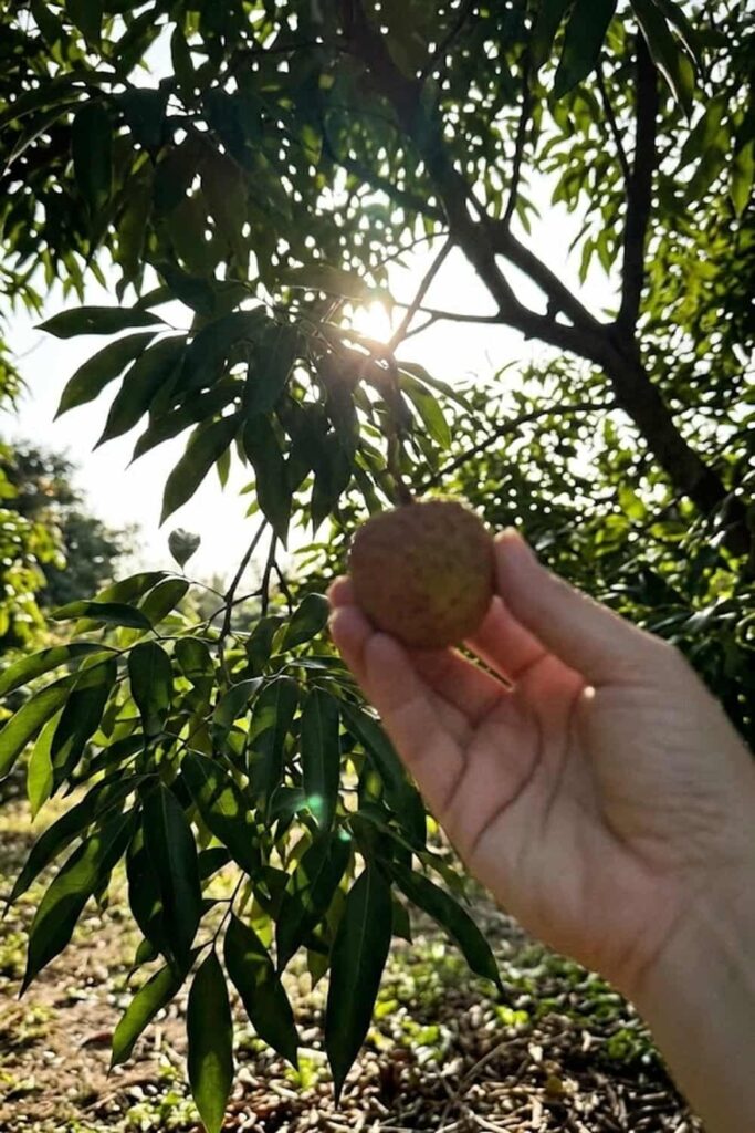 Prioritize Full Sun Exposure for Maximum Fruit Set