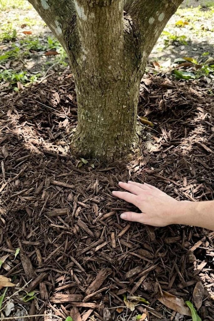 Apply Organic Mulching to Regulate Temperature
