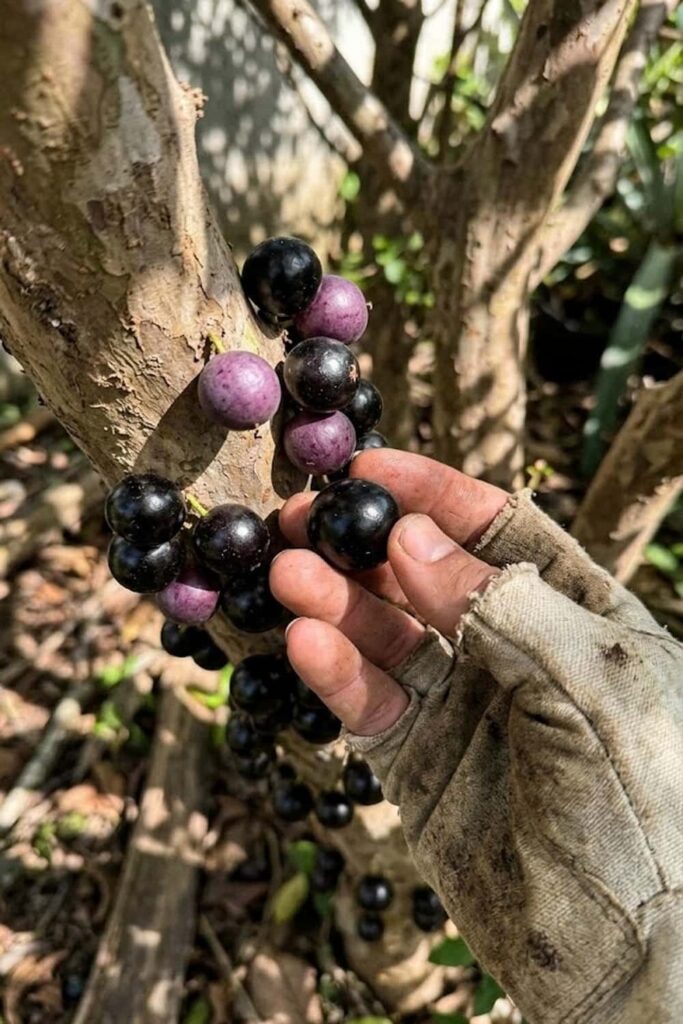 Identifying the Peak Ripeness Window