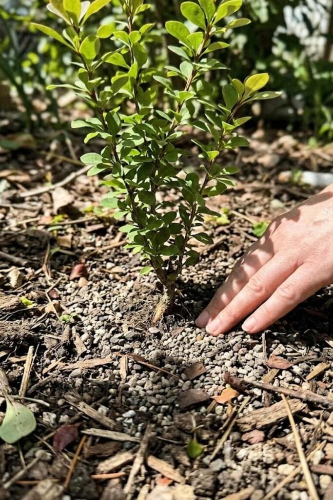 Planting Depth and Root Protection