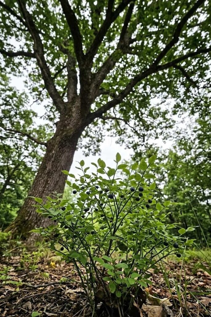 Strategic Site Selection and Dappled Light Management