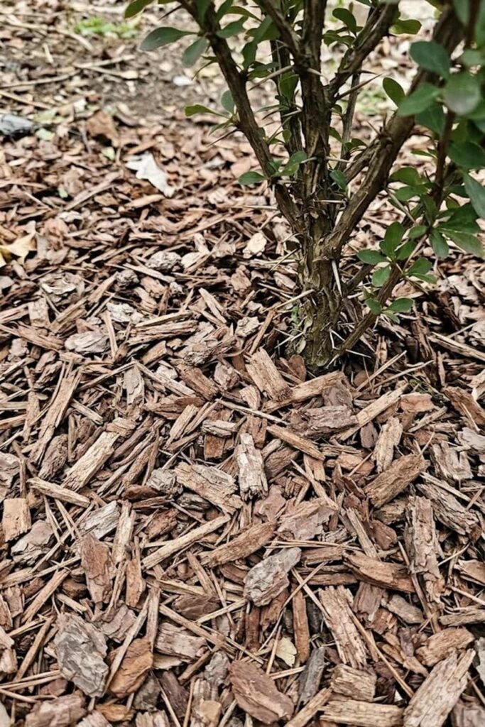 Mulching for Temperature Regulation