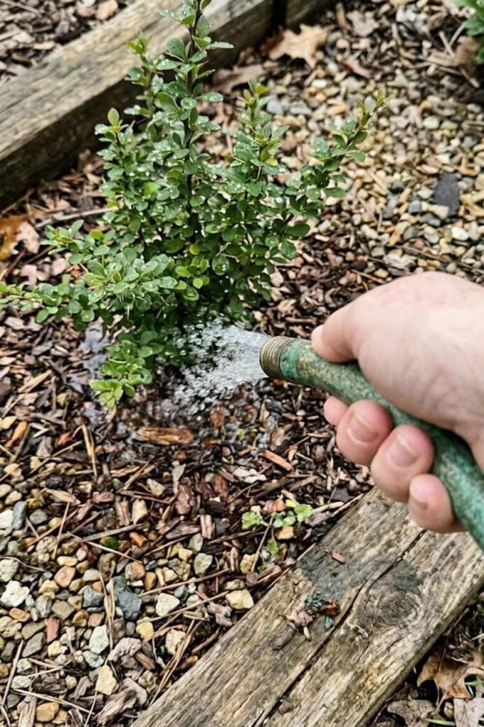 Strategic Watering for Young Shrubs