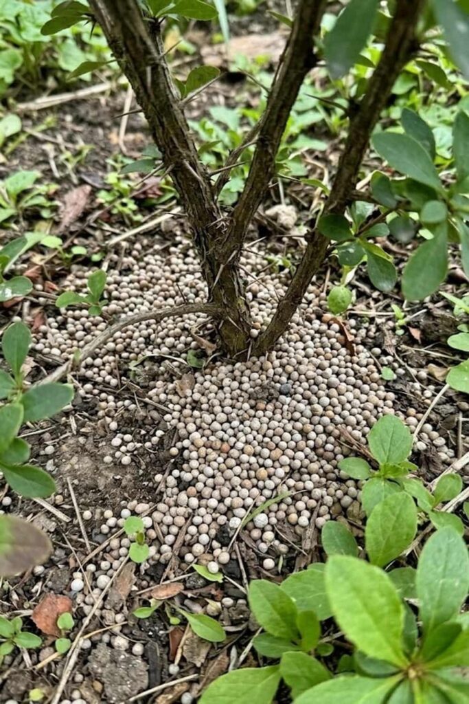 Fertilizing for Fruit Rather Than Foliage
