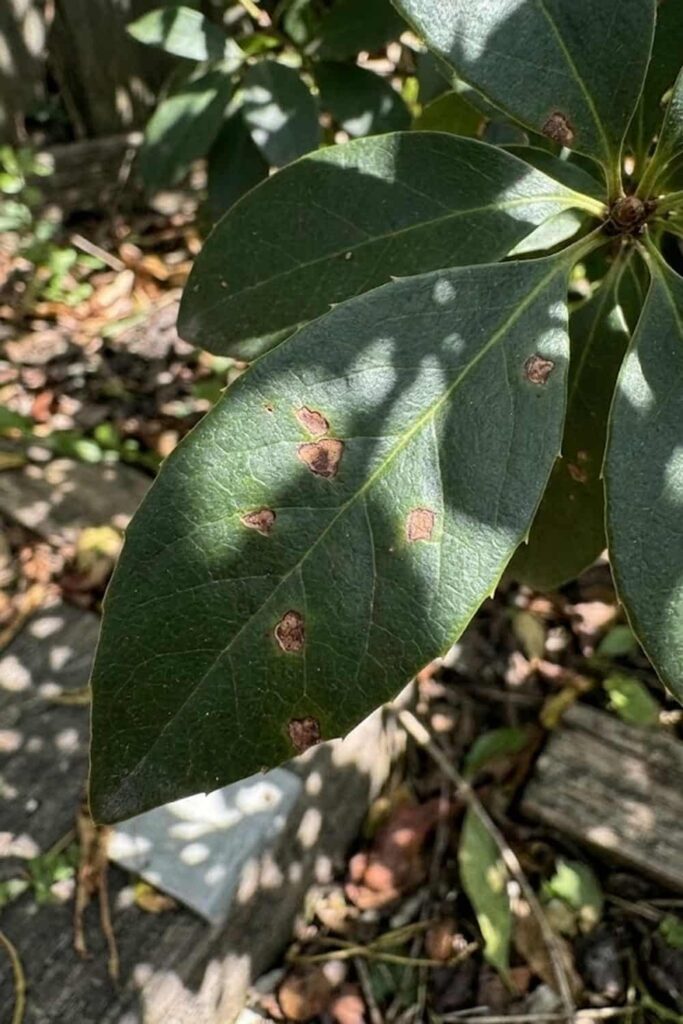 Disease Control for Rust Prevention