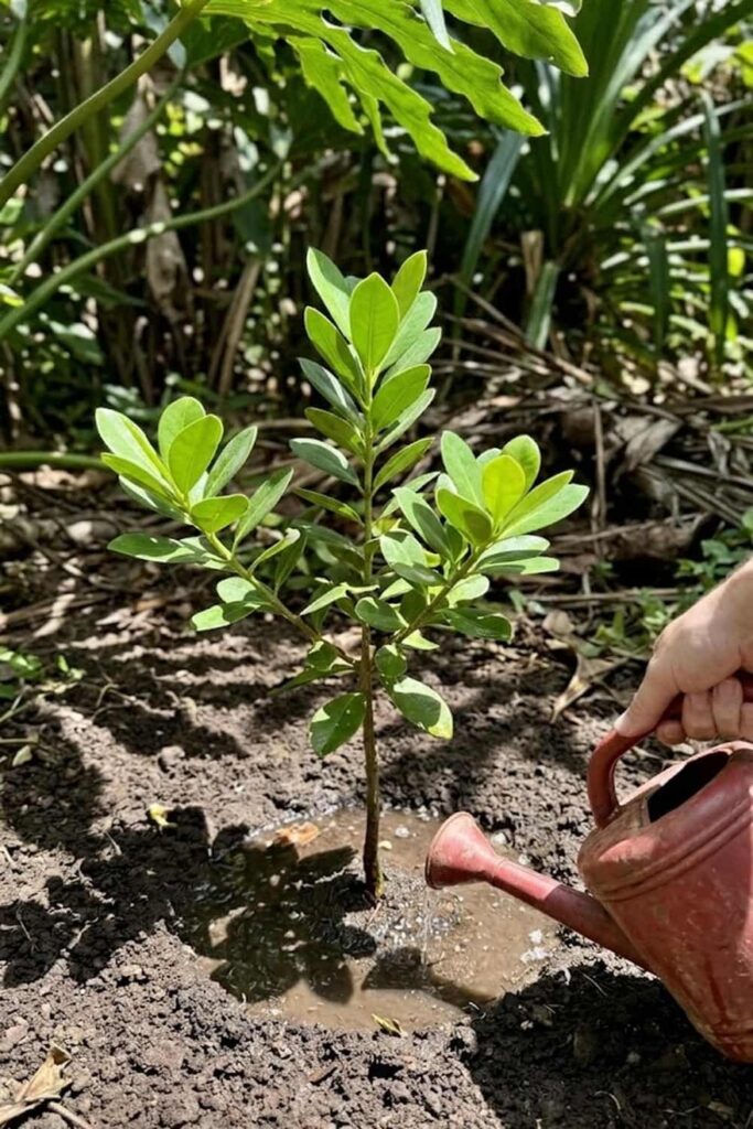 Precise Watering Schedules for Young Saplings