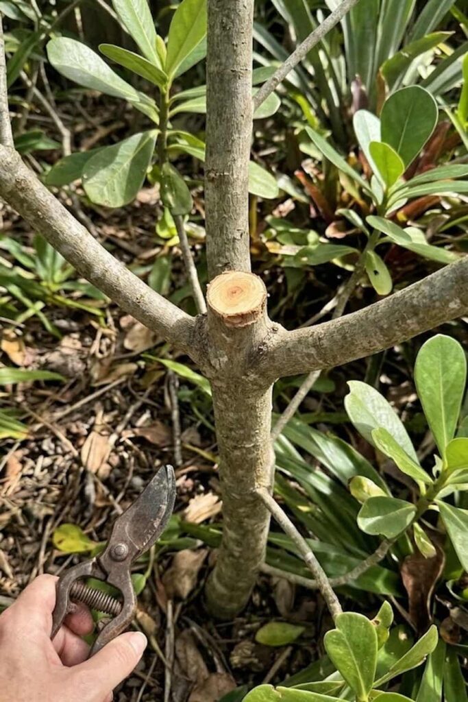 Pruning for Light Penetration and Structure