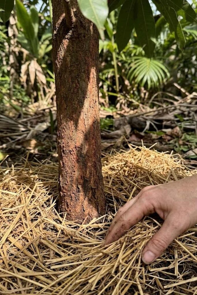 Implement Mulching to Retain Moisture