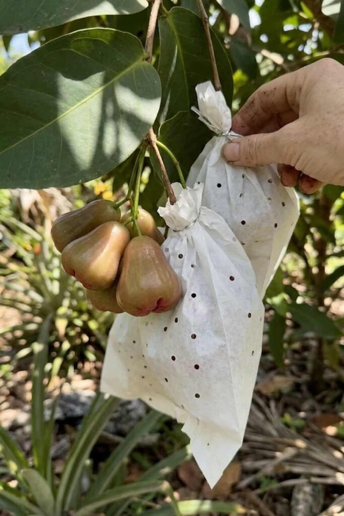 Fruit Bagging for Pest Control