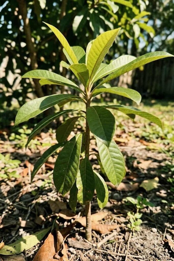 Selecting the Ideal Tropical Climate for Growth