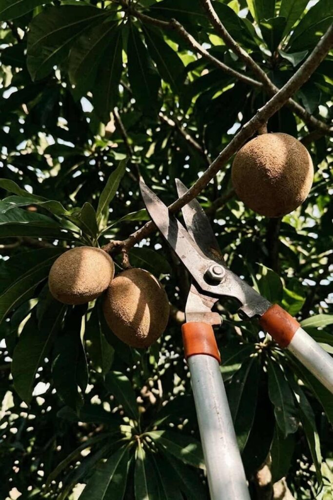 Pruning for Size and Canopy Management