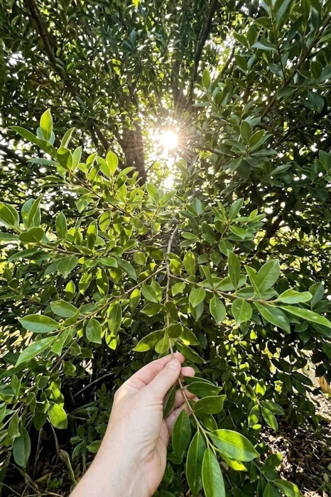 Prioritize Full Sun Exposure to Maximize Anthocyanin Production