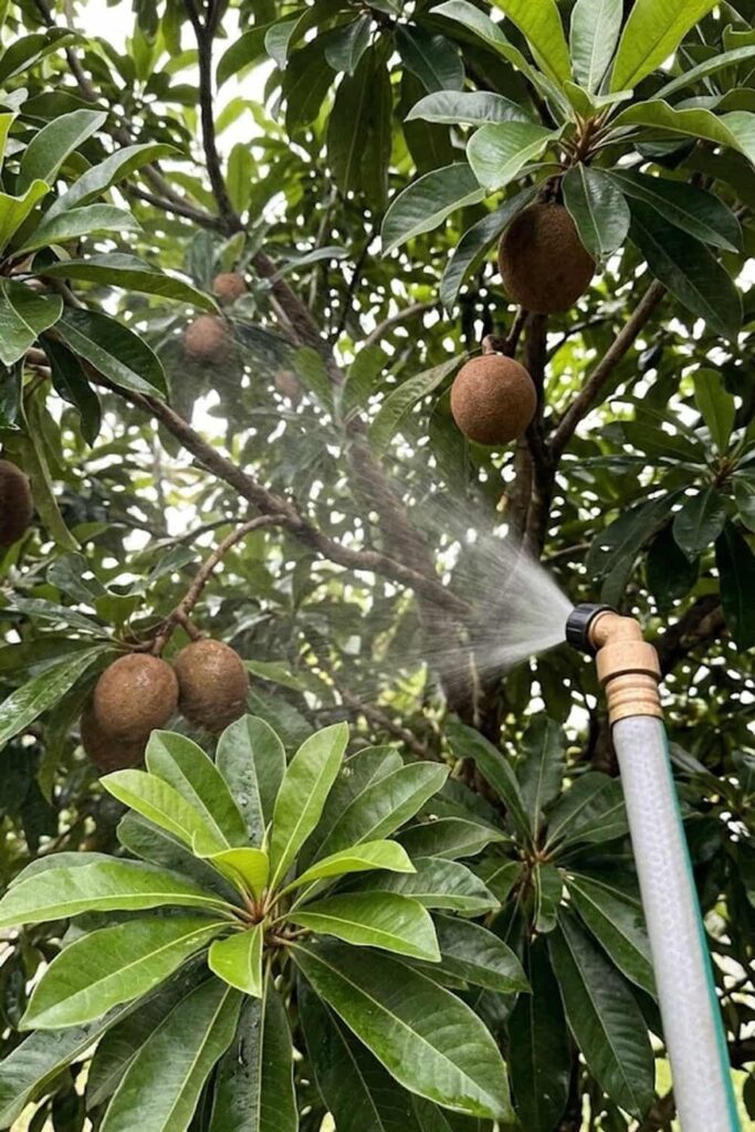 Disease Control for Tropical Fungi